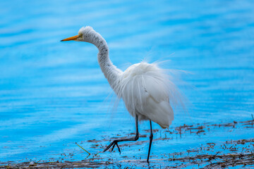 Eastern Great Egret in the lake