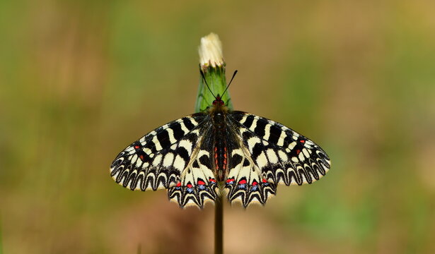 zerynthia polyxena 1310