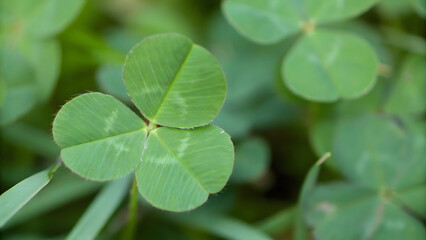 Four leaf clover stands out against green leaves