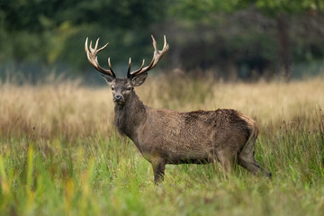 Red deer (Cervus elaphus). A stag standing in a rainy meadow surrounded by lush green vegetation. Droplets of rain highlight its wet coat.