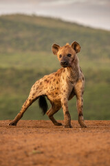 Spotted hyena (Crocuta crocuta). A dominant hyena stands firmly, surveying its territory. The warm golden hues highlight its rugged and resilient nature.