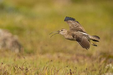 Whimbrel (Numenius phaeopus). The bird takes flight, wings fully extended while calling in mid-air. Vibrant green grassland stretches below. The spread feathers and open beak.