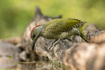 European Green Woodpecker (Picus viridis). A young bird perches on a log, curiously examining the water. Soft forest surroundings create a peaceful scene. The vivid green plumage contrasts.