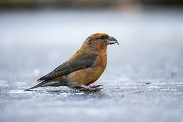 Red Crossbill (Loxia curvirostra). A solitary Red Crossbill rests on an icy surface, showcasing its distinctive crossed bill. Frozen landscape. The bird's vibrant reddish plumage contrasts.