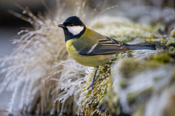 Great Tit (Parus major). A Great Tit perches on a frost-covered mossy surface, surveying its surroundings. Frosty habitat. The intricate frost crystals create a delicate contrast.