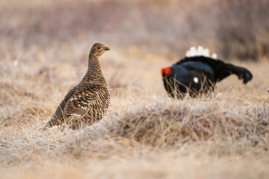 Black Grouse (Lyrurus tetrix). Female Observing Lekking Male. Open Heathland. Focused Stance Amidst Courtship.