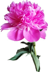 Pink peony flower isolated.