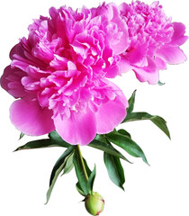 Pink peony flower isolated.