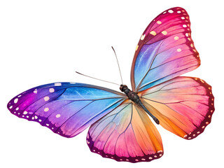 Fototapeta premium A vibrant butterfly with colorful wings isolated against black space