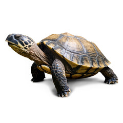 Fototapeta premium Yellow-Spotted River Turtle