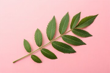 Single Green Leaf on Pastel Background