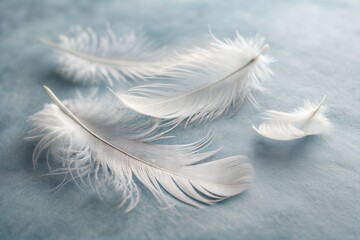 Delicate White Feathers on a Soft Grey Background