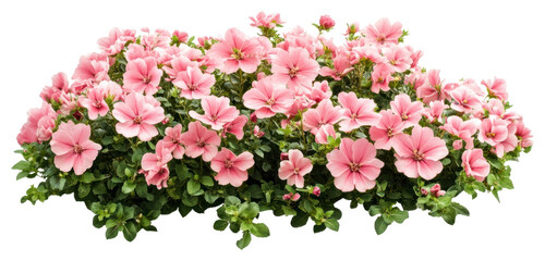 PNG Pink flower bed flowers garden pink flowers.