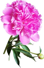 Pink peony flower isolated.