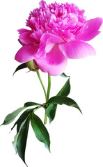 Pink peony flower isolated.
