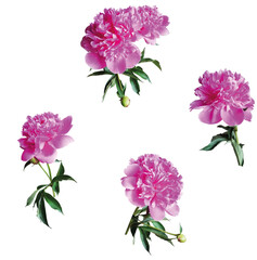 Set of pink peony flower isolated.