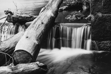Old tree in the stream
