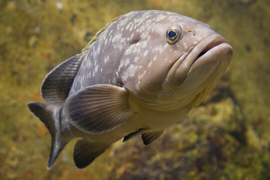 close up of a fish, Dusky Grouper (Epinephelus marginatus) cernia bruna (Epinephelus marginatus Lowe, 1834). Alghero. Sardegna. Italy.