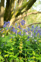 Yellow arcangel Lamium galeobdolon growing in a woodland clearing surrounded by English bluebells Hyacinthoides non-scripta