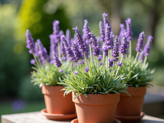 Obraz premium Potted lavender plants in terracotta pots on wooden table in bright outdoor garden.