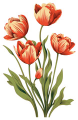 Obraz premium PNG Tulip tulips art flowers.