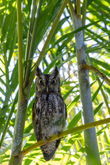 Alert eastern screech owl perches on areca palm fronds