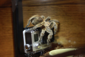 A Tarantula in an enclosure 