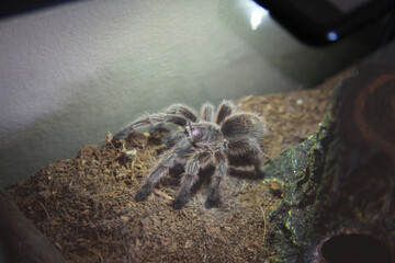 A Tarantula in an enclosure 