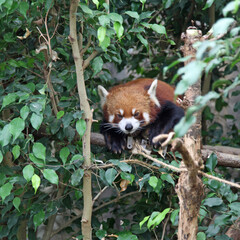 A Red Panda in a tree