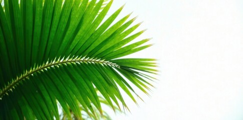Obraz premium Dense cluster of green palm fronds, showcasing intricate leaf texture, natural world, foliage