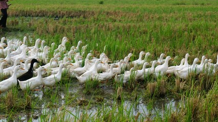 Group of ducks looking for food at the field, togetherness of animal, the concept of ecosystem...