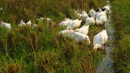 Group of ducks looking for food at the field, togetherness of animal, the concept of ecosystem...