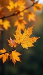 Fototapeta premium Golden yellow and orange autumn leaves on a bare branch, bare branch, autumn leaves, orange hues
