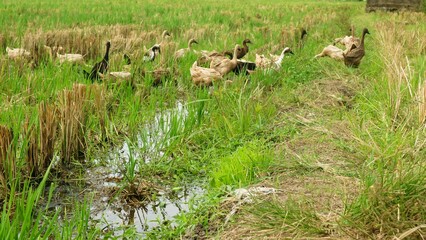 Group of ducks looking for food at the field, togetherness of animal, the concept of ecosystem balance sustainability between animals, plants and the environment