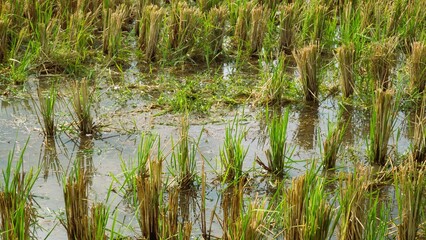 Paddy fields after harvest are flooded, Rice field condition after harvest, with plant remains and wet soil surface, agriculture sustainability  concept