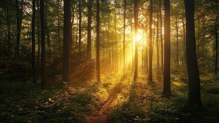 Naklejka premium Serene Forest Sunlight