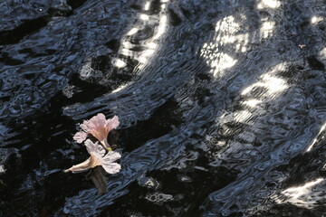 Pink Trumpet (Tabebuia rosea, Pink Tecoma, Rosy Trumpet-tree) Beautiful flowers of Thailand in the Kasetsart Unitversity Kamphaeng Saen campus ,Thailand