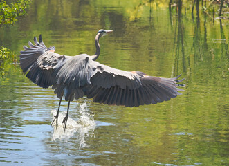 A Close-up of a Great Blue Heron with Its' Wings Extended as It prepares to Land In a Lake