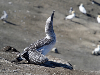 A juvenile gannet looks upwards for its parents with bill pointing skyward.