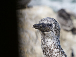 Close view of a juvenile gannet head looking to the side.