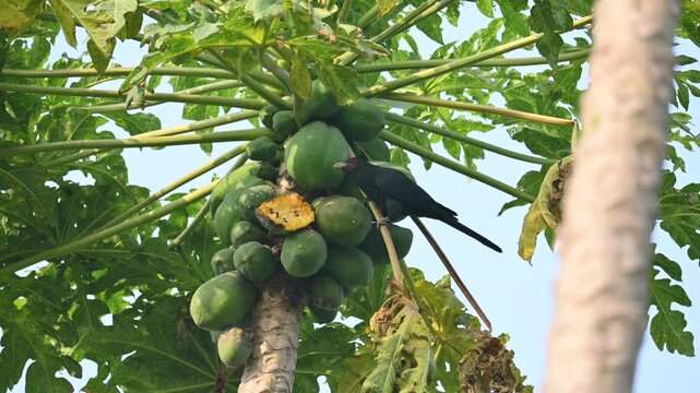 Asian koel or Eudynamys scolopaceus bird eating ripe papaya. It is a member of the&nbsp;cuckoo&nbsp;family&nbsp;of&nbsp;birds, the&nbsp;Cuculidae. It is found in the&nbsp;Indian Subcontinent and Southeast Asia. Male Asian koel.