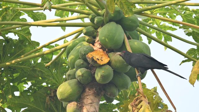 Asian koel or Eudynamys scolopaceus bird eating ripe papaya. It is a member of the&nbsp;cuckoo&nbsp;family&nbsp;of&nbsp;birds, the&nbsp;Cuculidae. It is found in the&nbsp;Indian Subcontinent and Southeast Asia. Male Asian koel.
