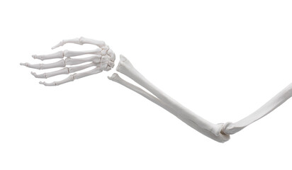 Artificial human skeleton model isolated on white, closeup