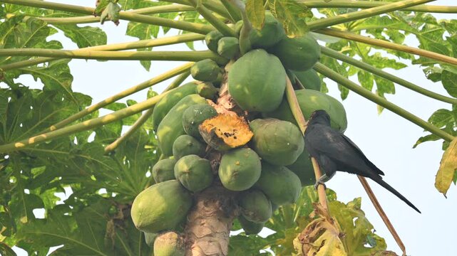 Asian koel or Eudynamys scolopaceus bird eating ripe papaya. It is a member of the&nbsp;cuckoo&nbsp;family&nbsp;of&nbsp;birds, the&nbsp;Cuculidae. It is found in the&nbsp;Indian Subcontinent and Southeast Asia. Male Asian koel.