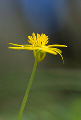 Ficaria verna, commonly known as lesser celandine or pilewort, is a low-growing, hairless perennial flowering plant in the buttercup family Ranunculaceae. Ortakis Forest, Bolotana. Sardinia. Italy