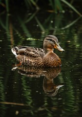 Fototapeta premium A duck swimming leisurely in the middle of the lake