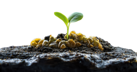 PNG Sprout germination newborn sprout plant background.