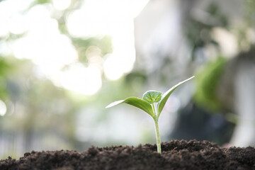 Home growth vegetable sprout growing