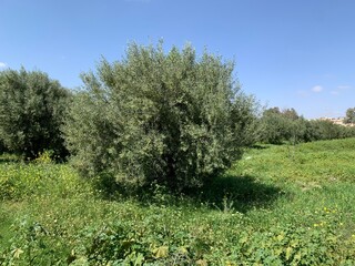 olive tree