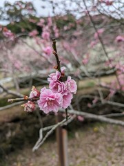 pink plum blossom